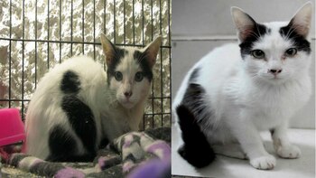 El caso de esta gatita