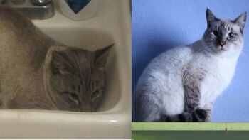 Este gato obtenía su comida