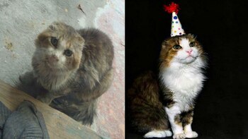 Pasó sus últimos días en