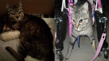 Milly recibió dos disparos con