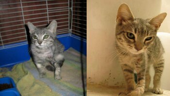 Durante semanas vivió con una