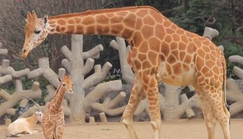 La UICN informó en 2016