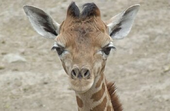 Entre los nombres más votados