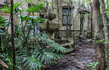 La naturaleza reclamó el patio