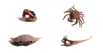 (Foto: “Reinos”, de Cabinet Óseo)