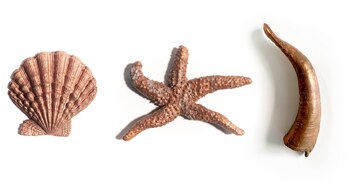 (Foto: “Reinos”, de Cabinet Óseo)