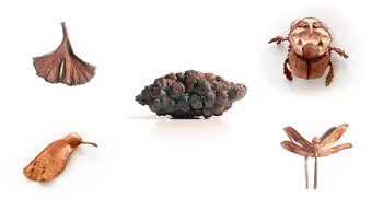 (Foto: “Reinos”, de Cabinet Óseo)