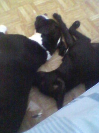 La mujer de 35 años subía imágenes de sus mascotas a redes sociales y realizaba publicaciones contra el maltrato animal (Foto: Facebook)