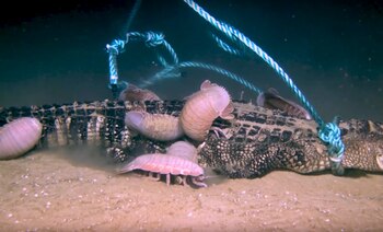 Los isópodos marinos habitan en