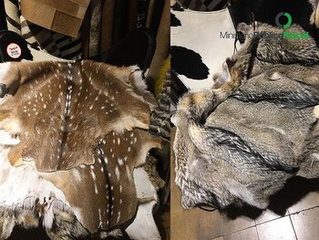 La Ley 22.421 prohíbe la comercialización de este tipo de mercaderías derivadas de animales