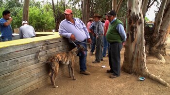 Explotación animal: pese a estar