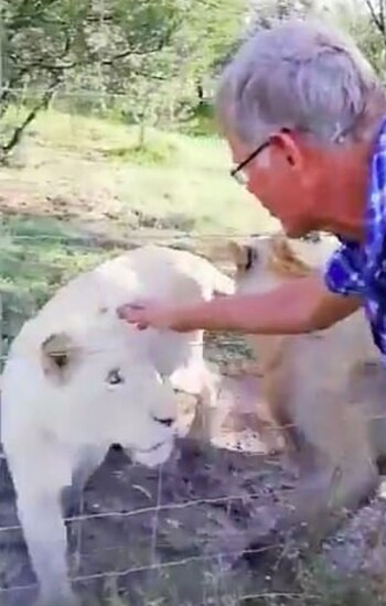 La leona que atacó a