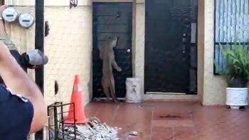 El puma trató de ingresar