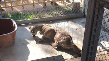 Según las autoridades, el puma