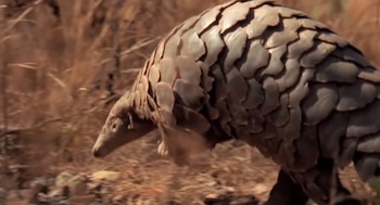 Pangolín es un mamífero de