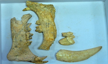Los fósiles fueron descubiertos en 1996, pero entonces los científicos los etiquetaron de manera incorrecta (Foto: UNAM)