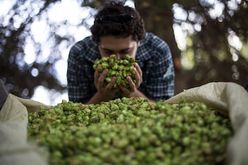 Esta variedad de cerveza es