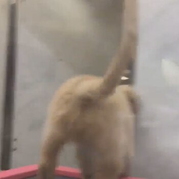 “Se golpeó dos veces y