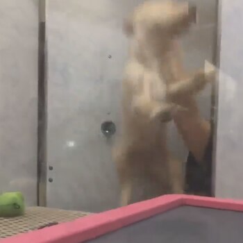 En la grabación se observó