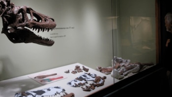 Los huesos pertenecen a un