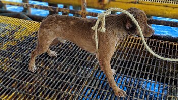 Su rescatador lo adoptará si