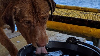 Los empleados llamaron al can