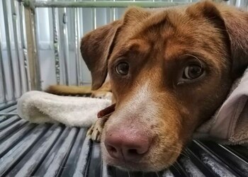 (Foto: Dog Smile House/AP)