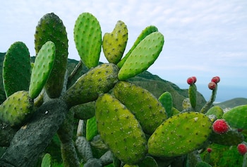 El nopal es muy accesible,