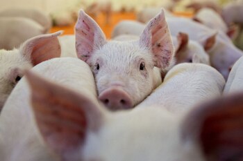 Cerdos de tres semanas de