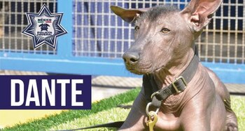 Este perro policía fue donado