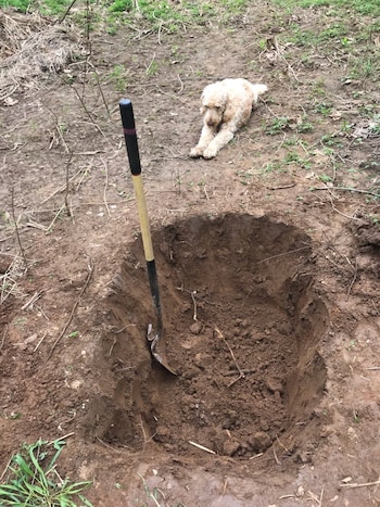 Otro ángulo del perro observando
