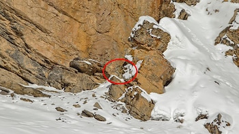 El leopardo de las (Saurabh