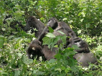 Hasta un tercio del total