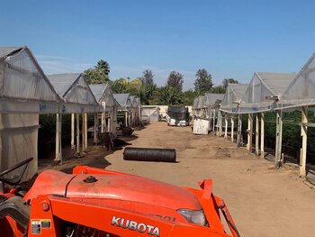 Además de los perros y