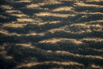 El amanecer sobre la selva
