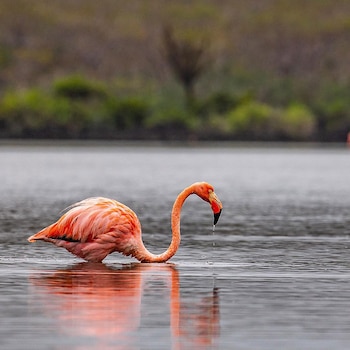 En Galápagos se introdujeron tarifas