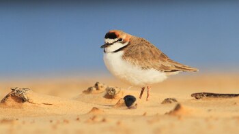 El arenal del Caraballo, un