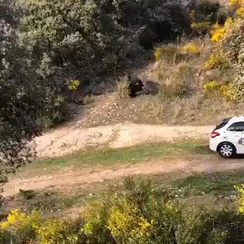 El animal había escapado de