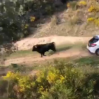El video muestra cómo embistió