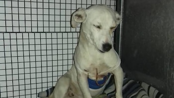 Rosita fue despellejada. “Se puso