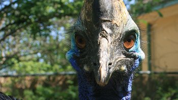 El animal exótico asesinó a