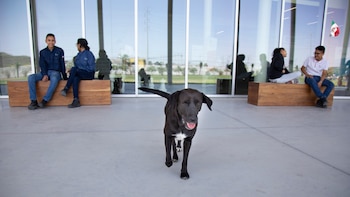Lola, una de las más