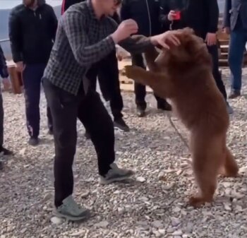 Khabib jugando con el oso