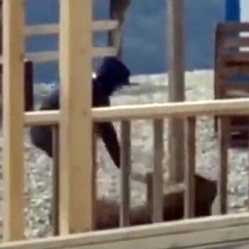 Los amigos de Khabib golpearon