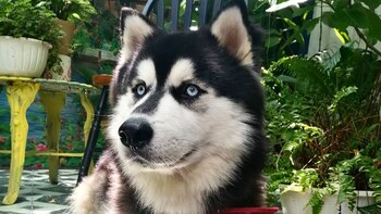 El husky siberiano es un