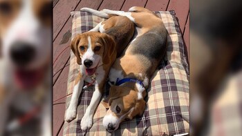 Son perros que funcionan bien