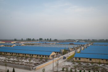 Miles de cerdos fueron sacrificados