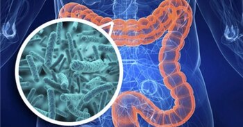 La microbiota intestinal “es fundamental