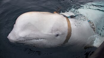 La ballena beluga hallada por