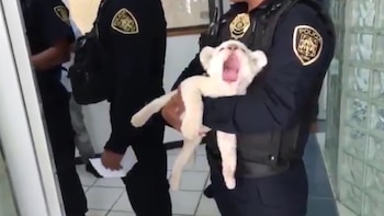 Los propietarios del cachorro tienen